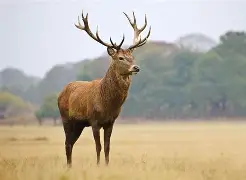 雄鹿不敌掘金,约基奇砍下全场最高37分的简单介绍 雄鹿不敌掘金,约基奇砍下全场最高37分的简单介绍